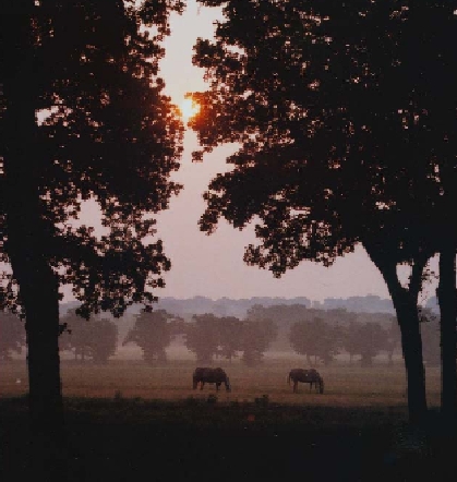 pasture_lrg-1.jpg